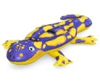 6'3" x 46.5"/1.91m x 1.19m Splashin' Salamander Ride-On